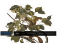 classicarmscorp.com