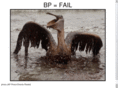 chocolatepelican.com