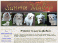 amaltesepuppy.com