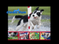 agilitydogs.com