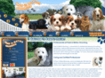 pawsinmotiongrooming.com