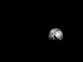 packofwolves.net
