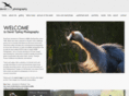 davidtipling.com