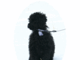 puckthedog.com