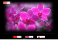 king-orchids.com
