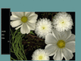algabor.com