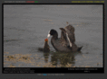wildlifeventures.com