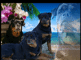 dbrfarm.com