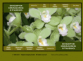 digipiximagingstudio.com