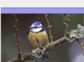 bird-behavior.com