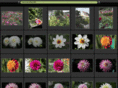 vancouverdahlias.com