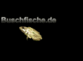 buschfisch.com