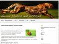 photos-animals.com