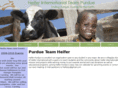 purdueheifer.com