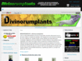 divinorumplants.com