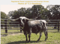 rockingwlonghorns.com