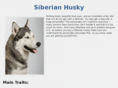 siberianhusky.org