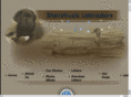 starrstrucklabradors.com