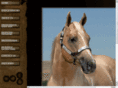 88ranchperformancehorses.com