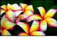 pacificplumeria.com