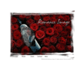 romanceimage.com