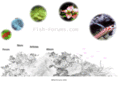 fish-forums.com