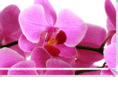 lesfleursdutemps.com
