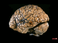 epiphenomenalism.com