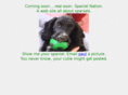 spanielnation.com