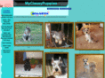 myclassypuppies.com