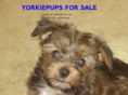 yorkiepups.net