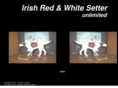 irishredwhitesetterunlimited.com