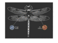 dragonflysf.com