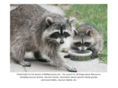 myraccoons.com