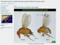 spottedwingdrosophila.info