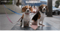 hollywoodbeagles.com