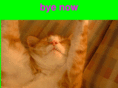 misterkitty.com