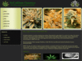 ogkushclones.net