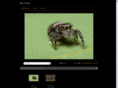 macpointer.com