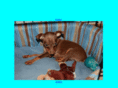 minpin4u.info