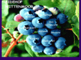 blaubeeren.org