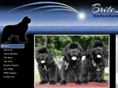 britestarnewfoundlands.com