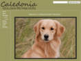 caledoniagoldens.com