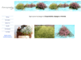 limongaudio.it