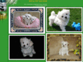 royaltoymaltese.com