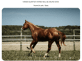 hansenquarterhorses.com