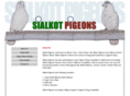 sialkotpigeons.com