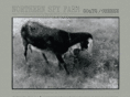 northernspyfarm.com