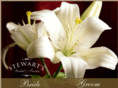 stewartsbridal.com