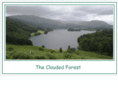 cloudedforest.com